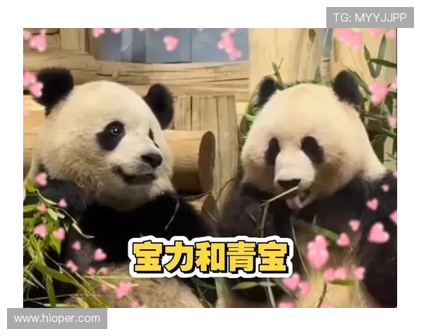 ✅体育直播🏆世界杯直播🏀NBA直播⚽- 大熊猫“宝力”“青宝”抵达美国华盛顿动物园- sports ✅体育直播🏆世界杯直播🏀NBA直播⚽- 大熊猫“宝力”“青宝”抵达美国华盛顿动物园- sports